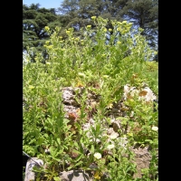 Potentilla Hookeriana (fam. Rosacees)(Am. du Nord)(01)